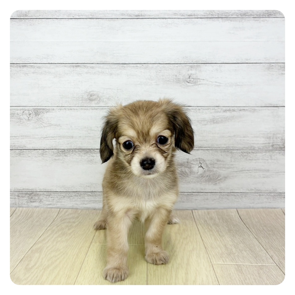 ハーフ犬女の子の写真