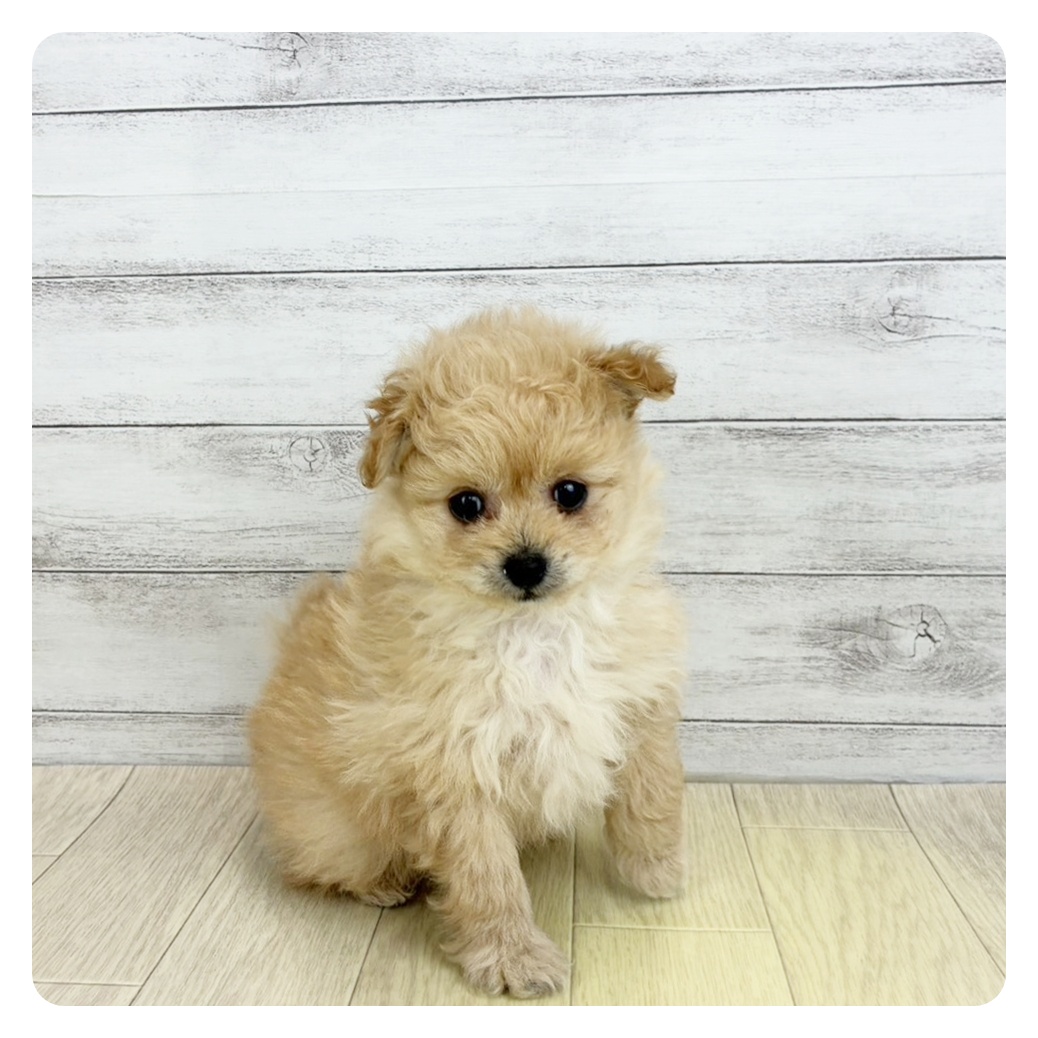 ハーフ犬男の子の写真