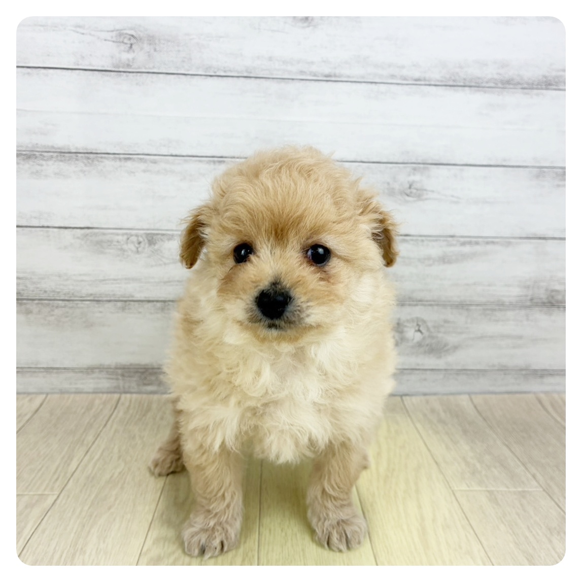 ハーフ犬女の子の写真