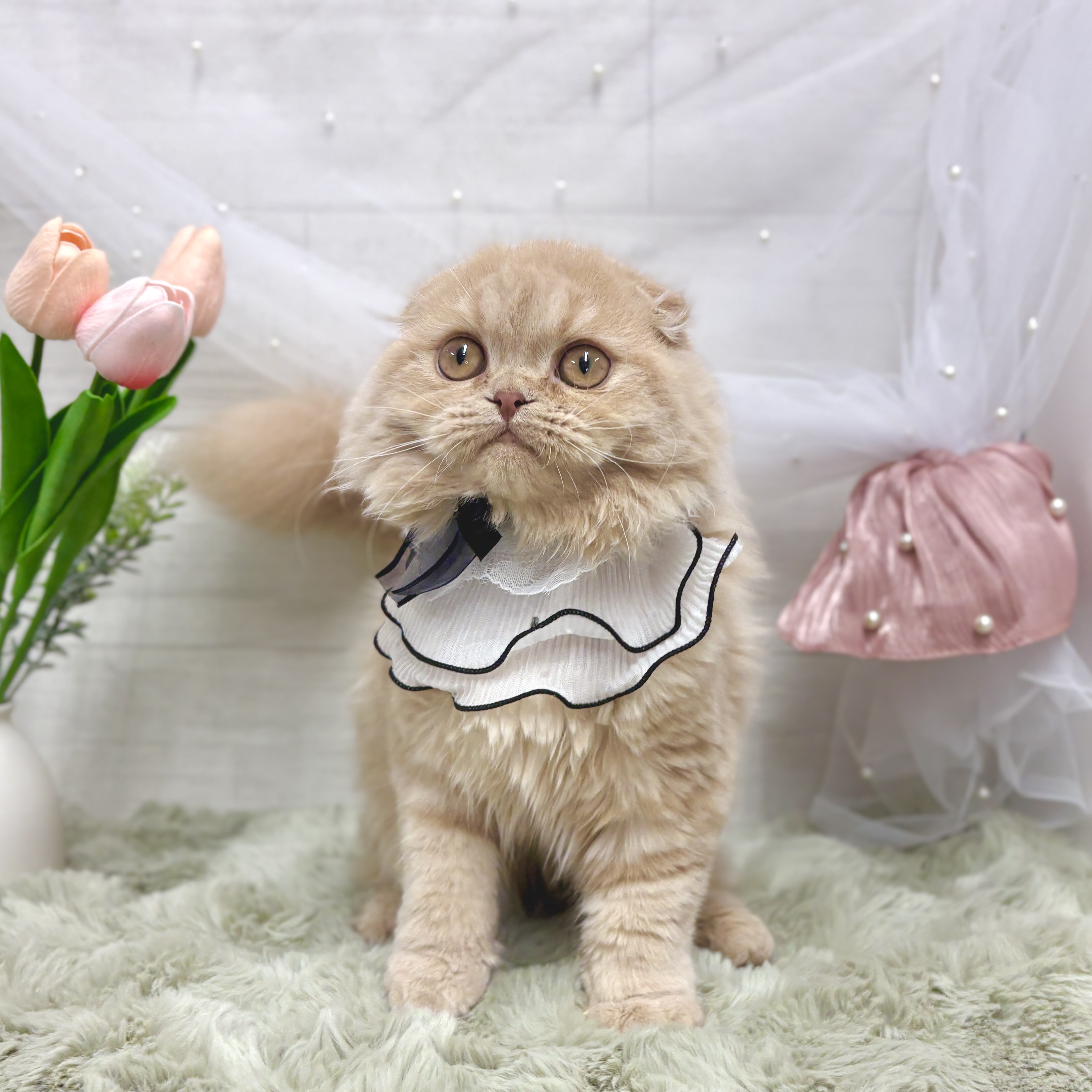 神奈川県のスコティッシュフォールド (犬の家＆猫の里相模原店/2025年11月27日生まれ/男の子/クリーム)の子猫の1枚目の画像