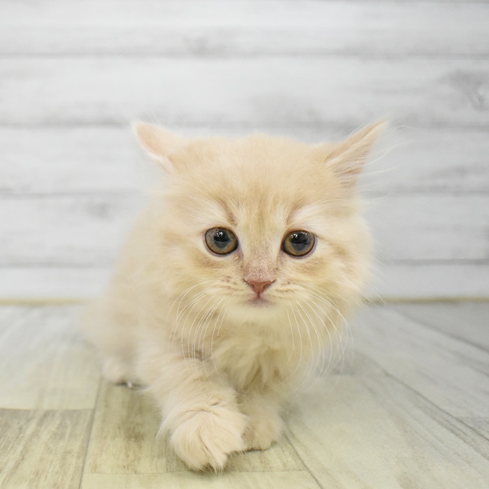 スコティッシュフォールド女の子の写真