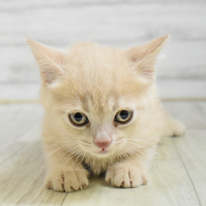 ブリティッシュショートヘア男の子の写真