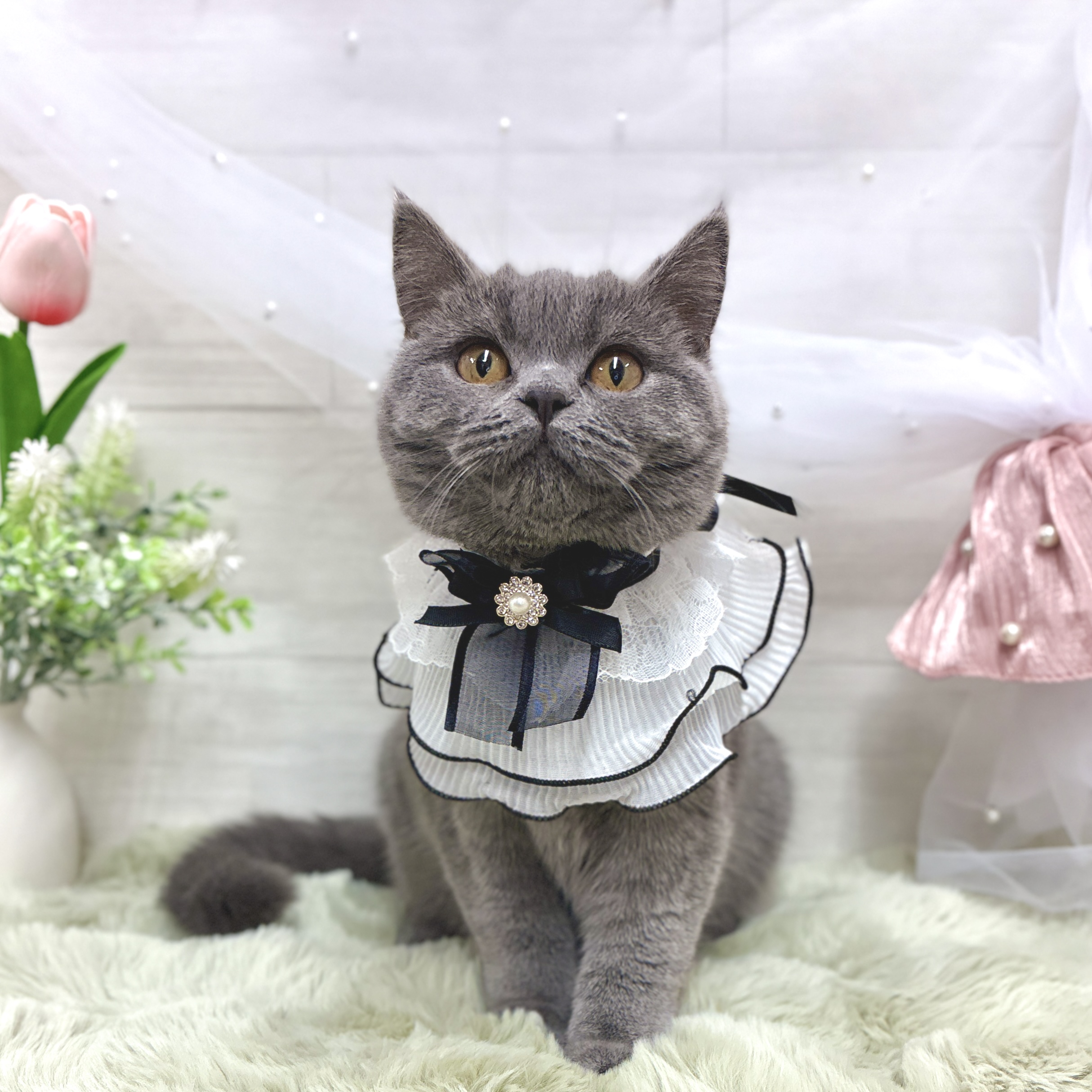 神奈川県のブリティッシュショートヘアー (犬の家＆猫の里相模原店/2025年12月1日生まれ/女の子/ブルー)の子猫の1枚目の画像