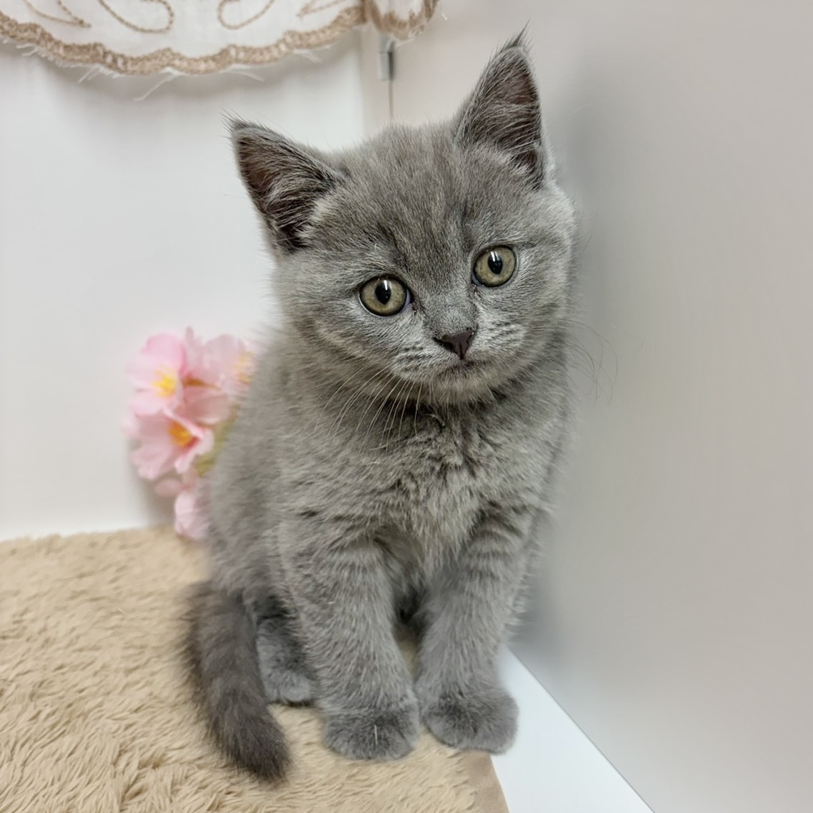 ブリティッシュショートヘア女の子の写真