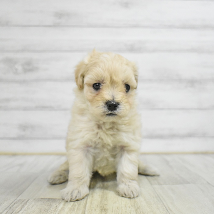 ハーフ犬女の子の写真