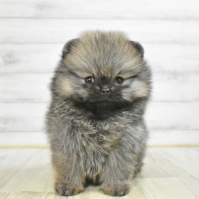 ポメラニアン女の子の写真