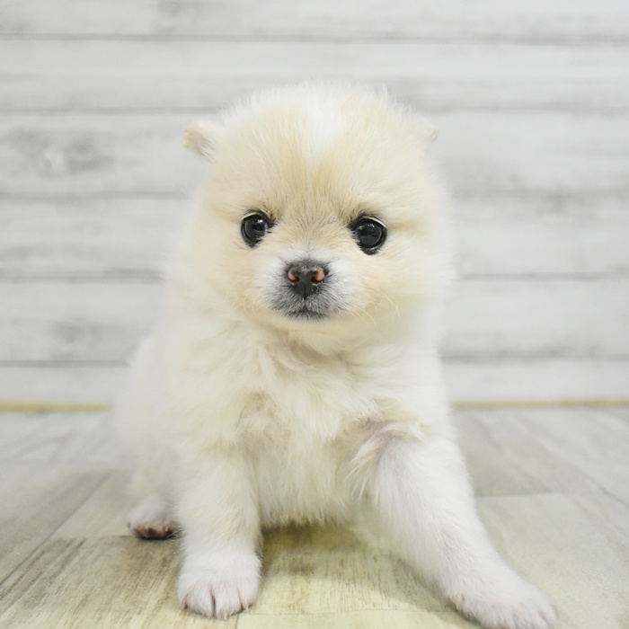 ハーフ犬女の子の写真