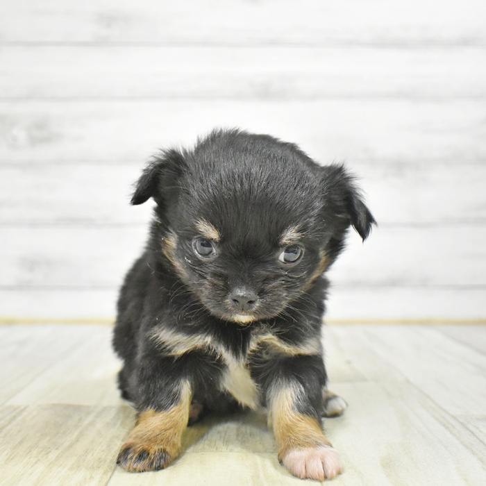 チワワ（ロング）女の子の写真
