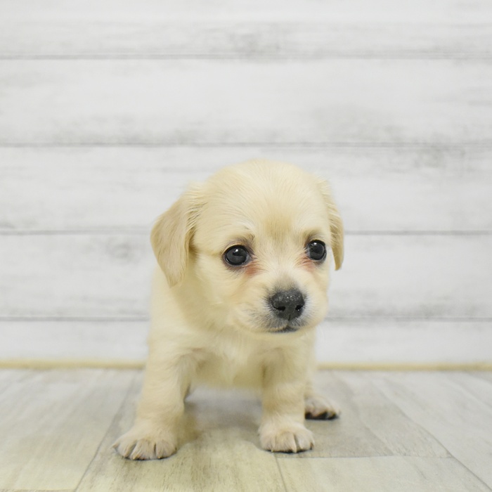 ハーフ犬女の子の写真