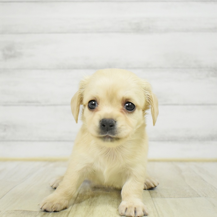 ハーフ犬女の子の写真