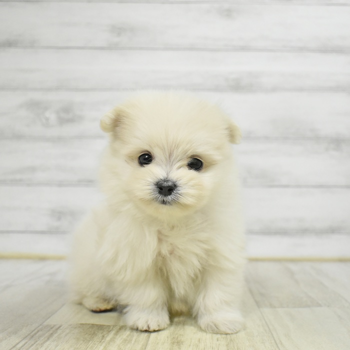 ハーフ犬男の子の写真
