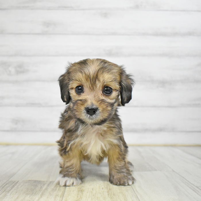 ハーフ犬女の子の写真