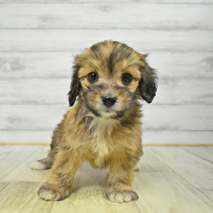 ハーフ犬女の子の写真
