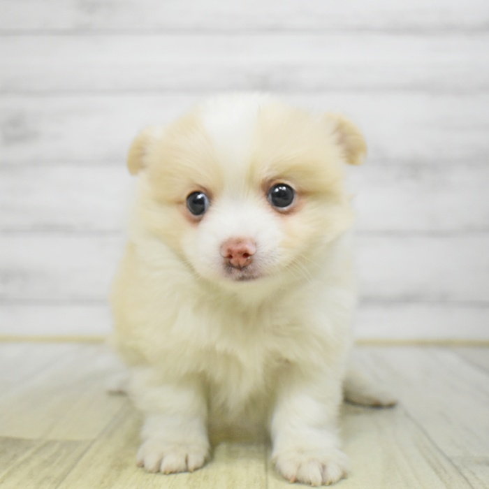 ハーフ犬男の子の写真