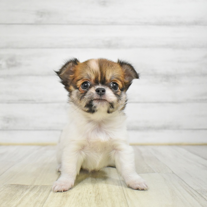 チワワ（ロング）女の子の写真