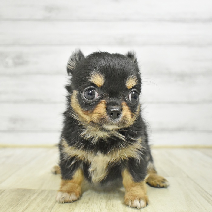 チワワ（ロング）女の子の写真