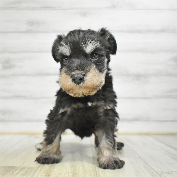 ミニチュアシュナウザー男の子の写真