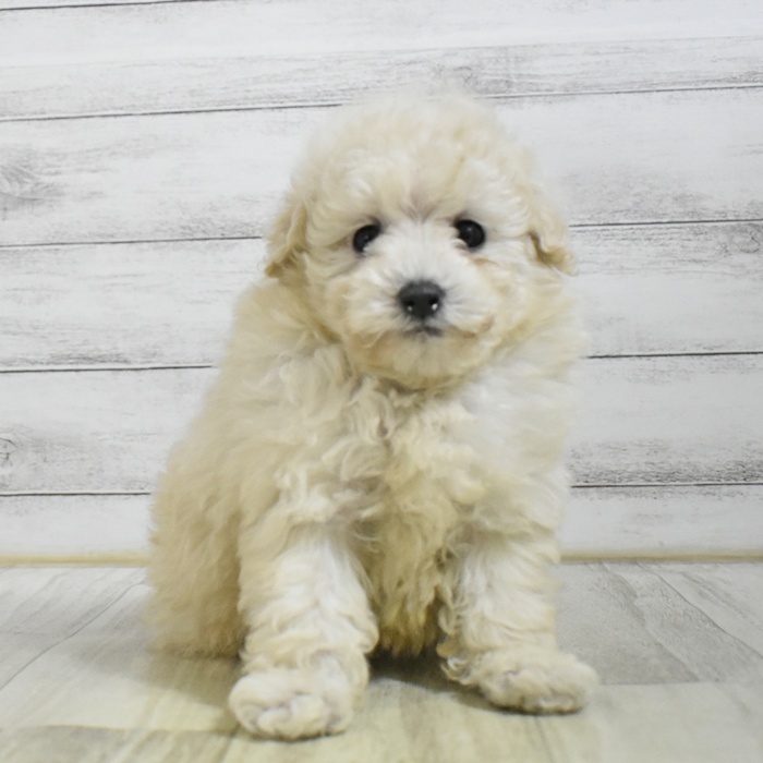 トイプードル男の子の写真