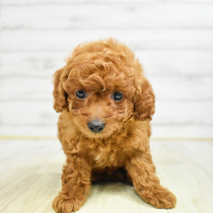 トイプードル男の子の写真