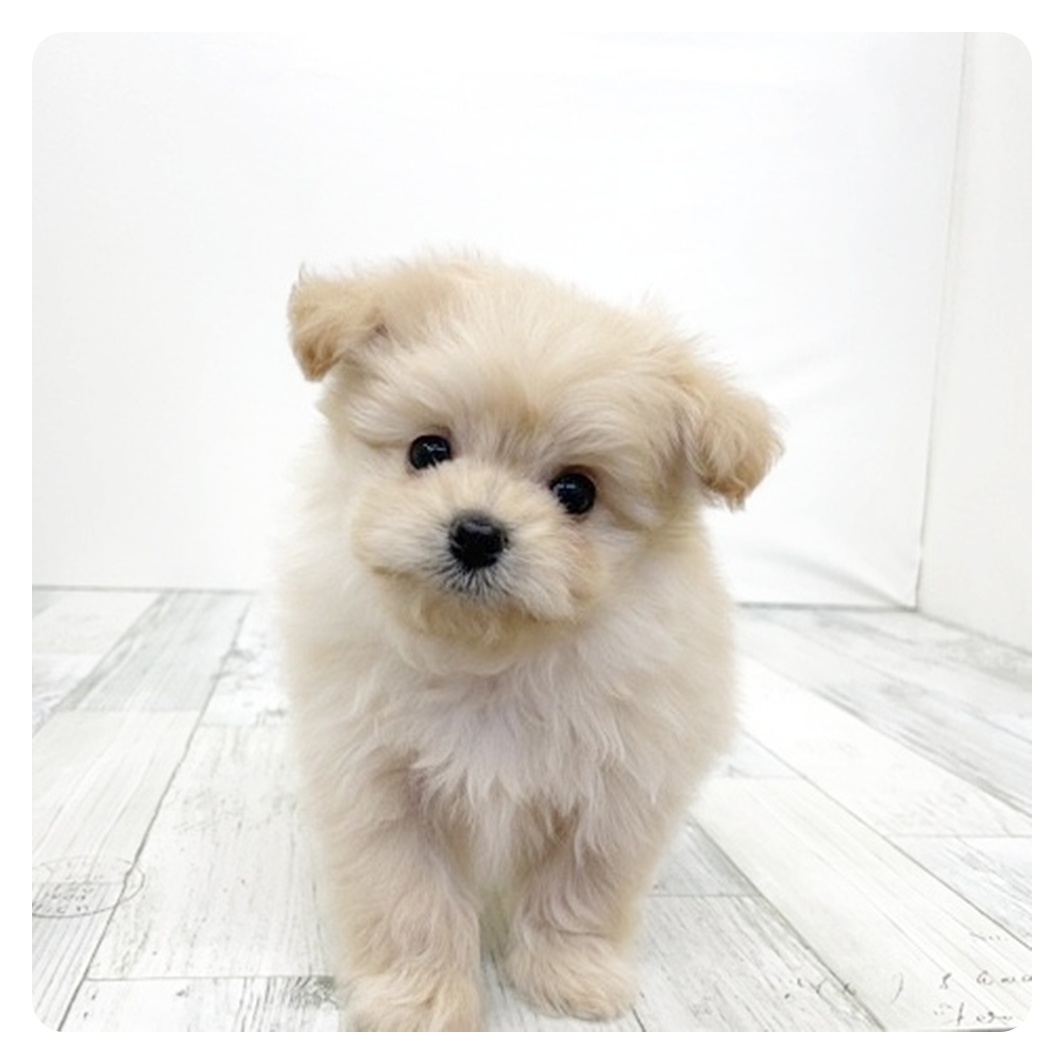 ハーフ犬男の子の写真