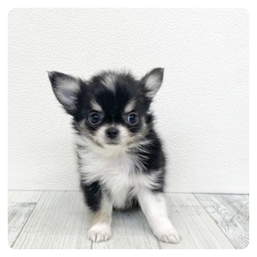 チワワ(ロング)男の子の写真