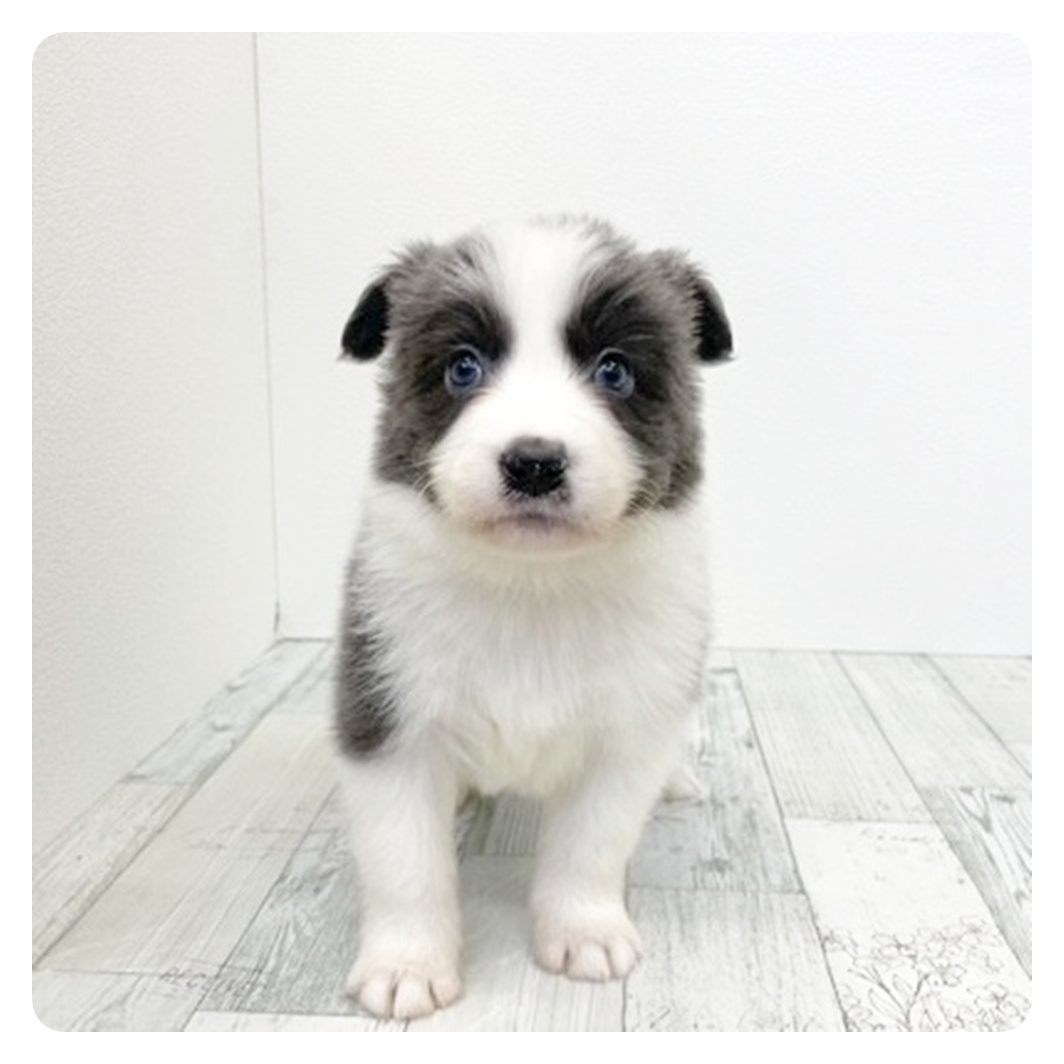 福岡県のボーダーコリー (犬の家＆猫の里くりえいと宗像店/2025年12月2日生まれ/男の子/ブルーホワイト)の子犬
