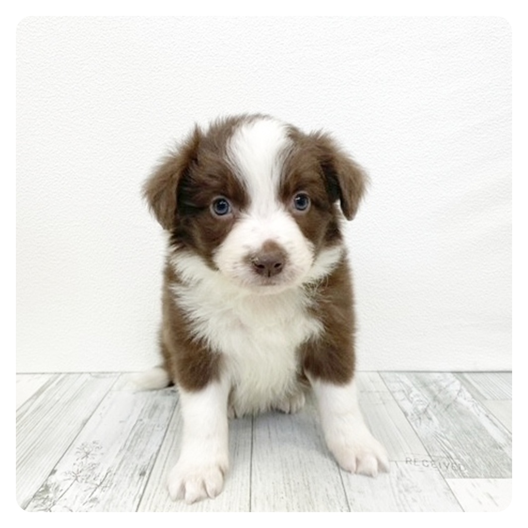 ボーダーコリー女の子の写真