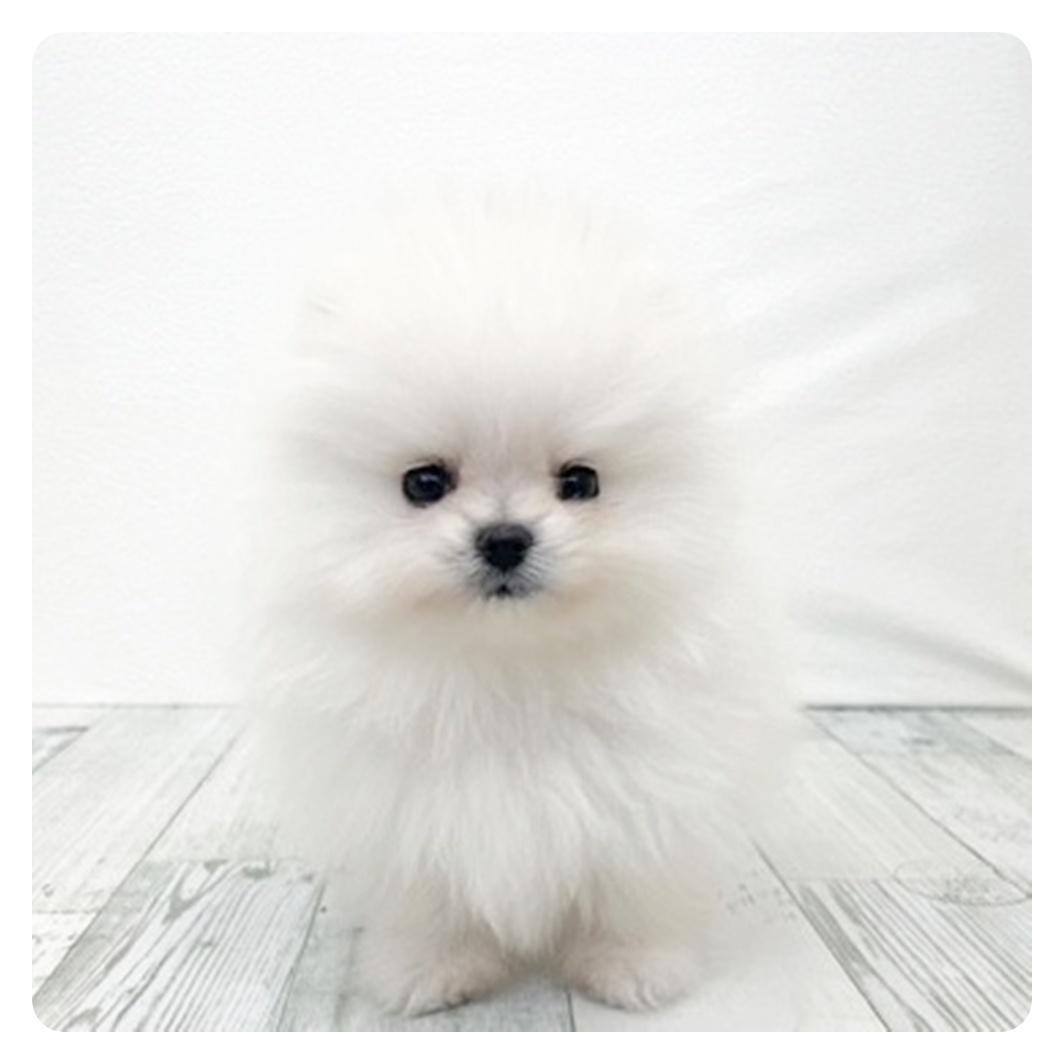 ポメラニアン女の子の写真