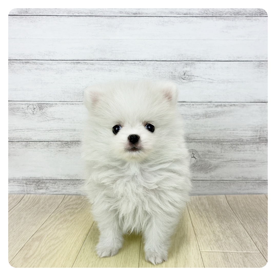 ハーフ犬男の子の写真