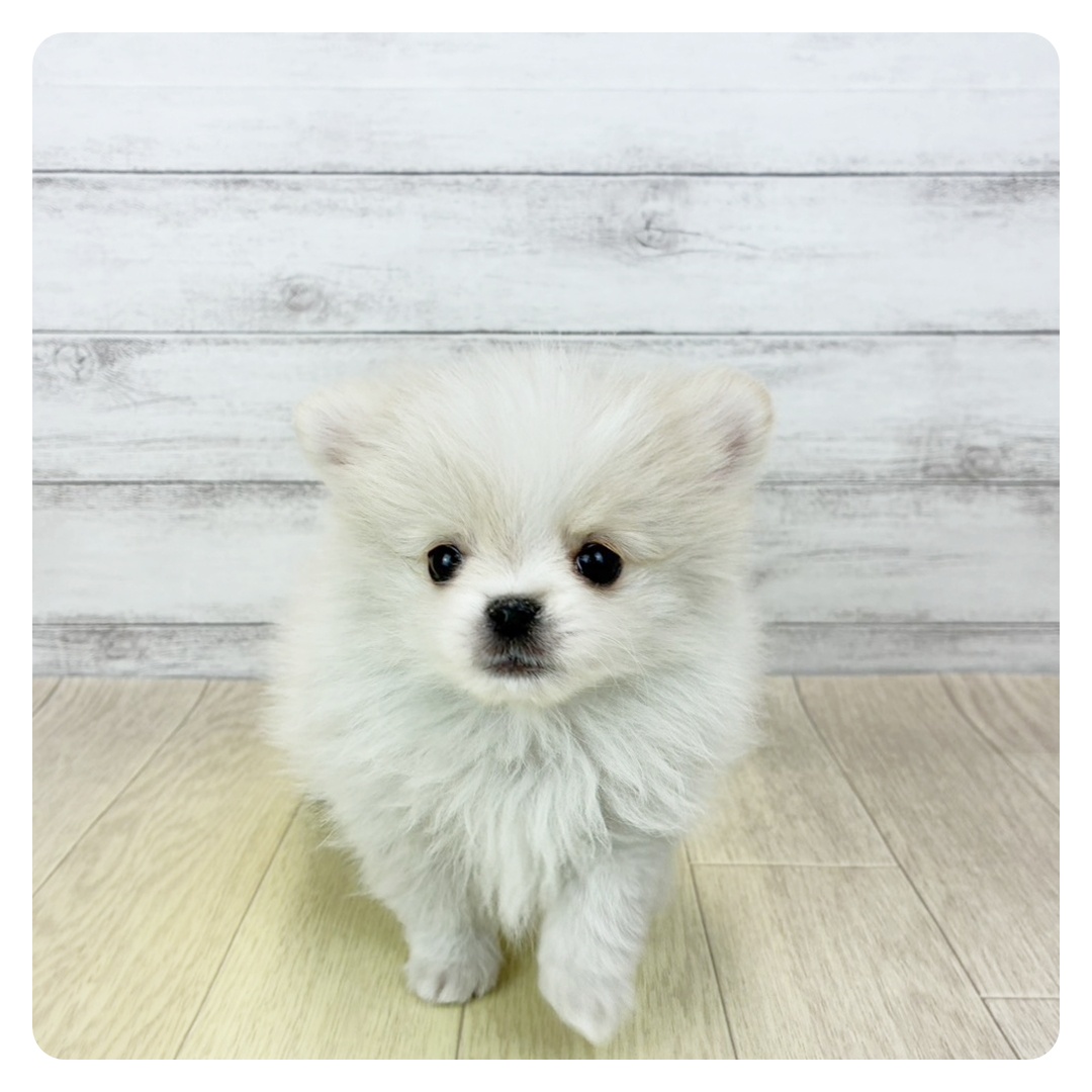 ハーフ犬男の子の写真