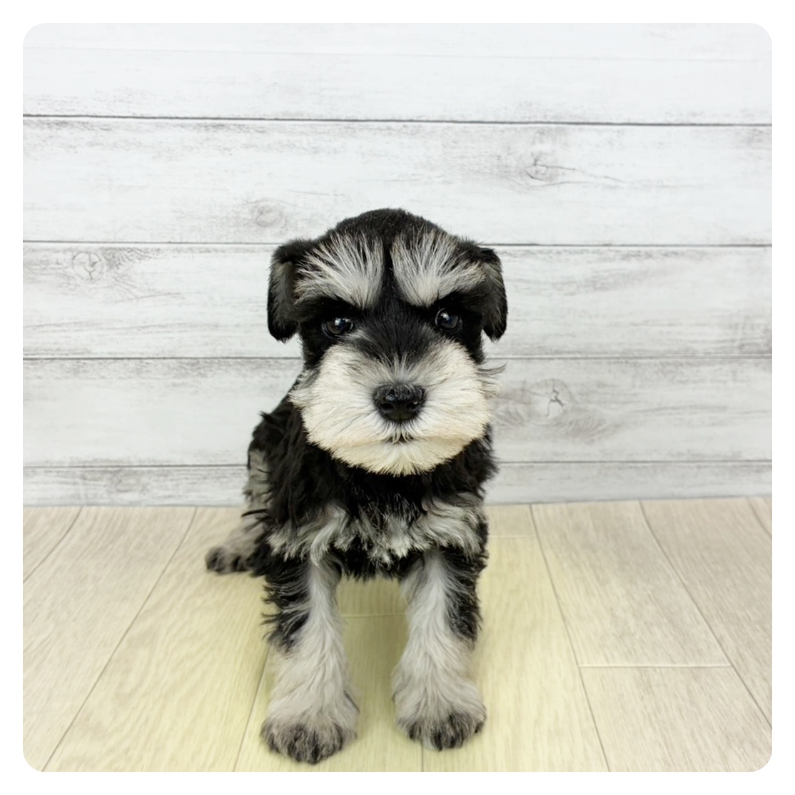 ミニチュアシュナウザー女の子の写真