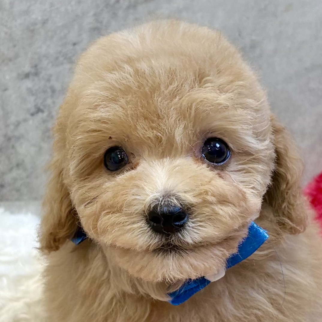 ハーフ犬男の子の写真