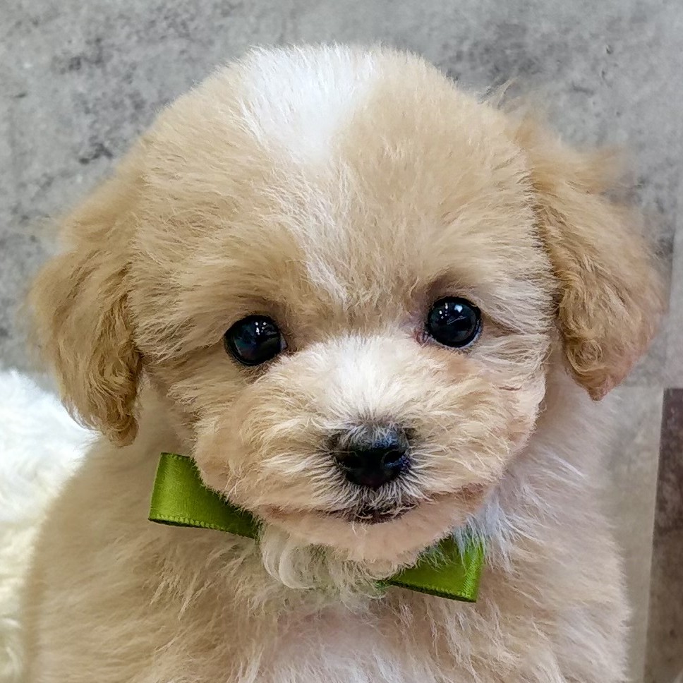 ハーフ犬男の子の写真