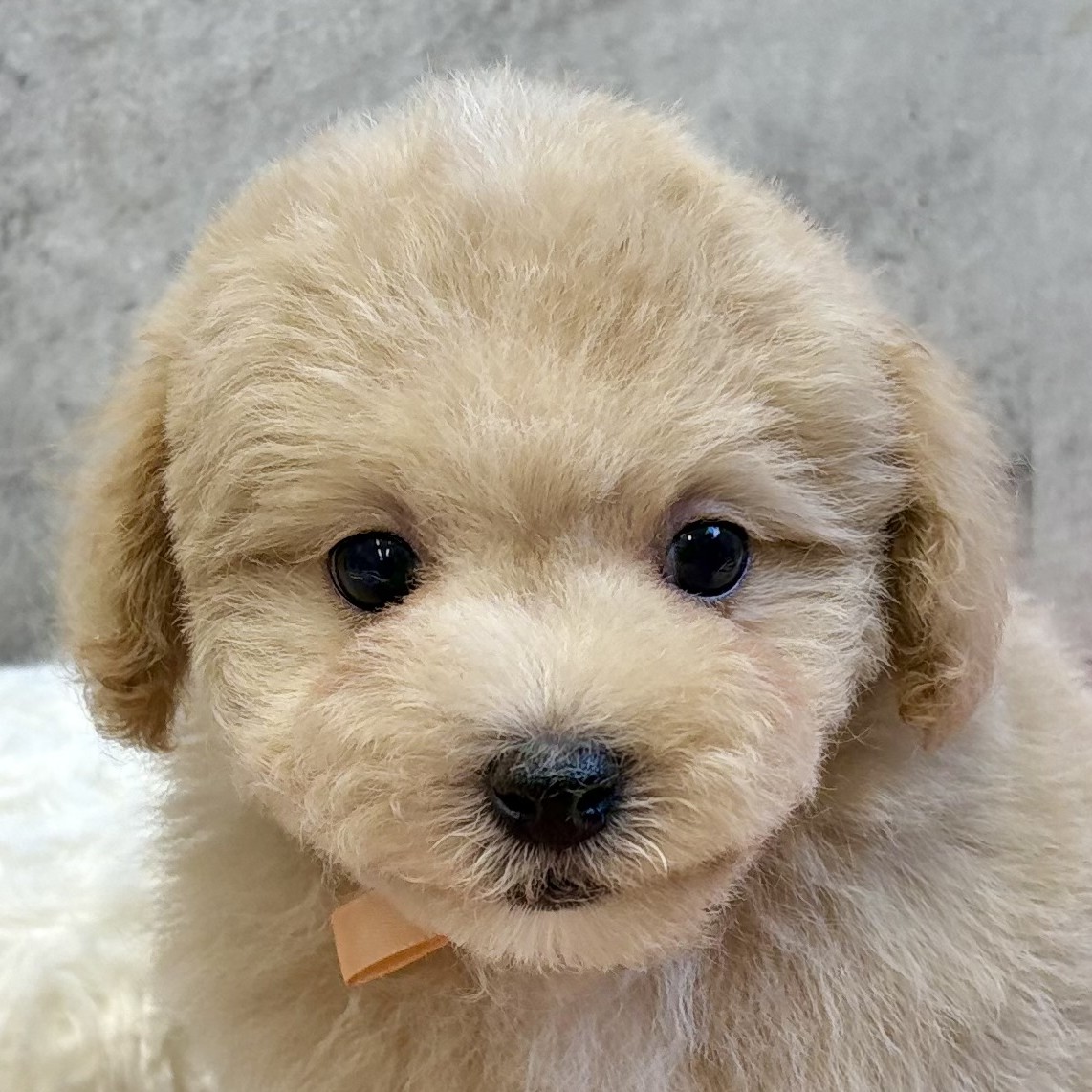 ハーフ犬男の子の写真