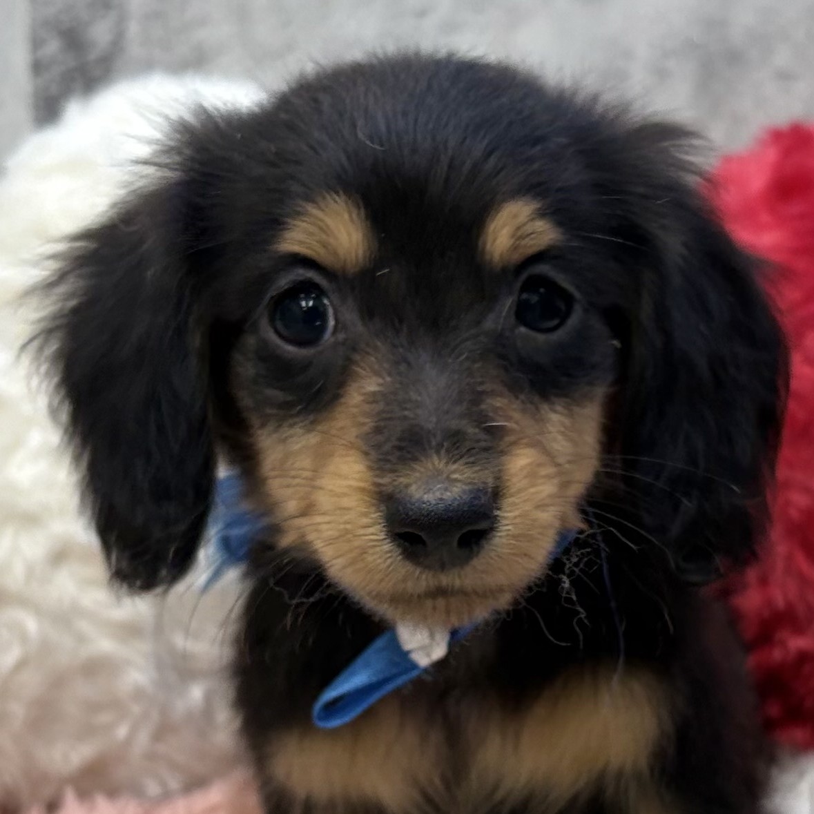 福井県のミニチュアダックスフンド(ロング) (犬の家＆猫の里アミーゴ福井大和田店/2025年12月1日生まれ/女の子/ブラックタン)の子犬