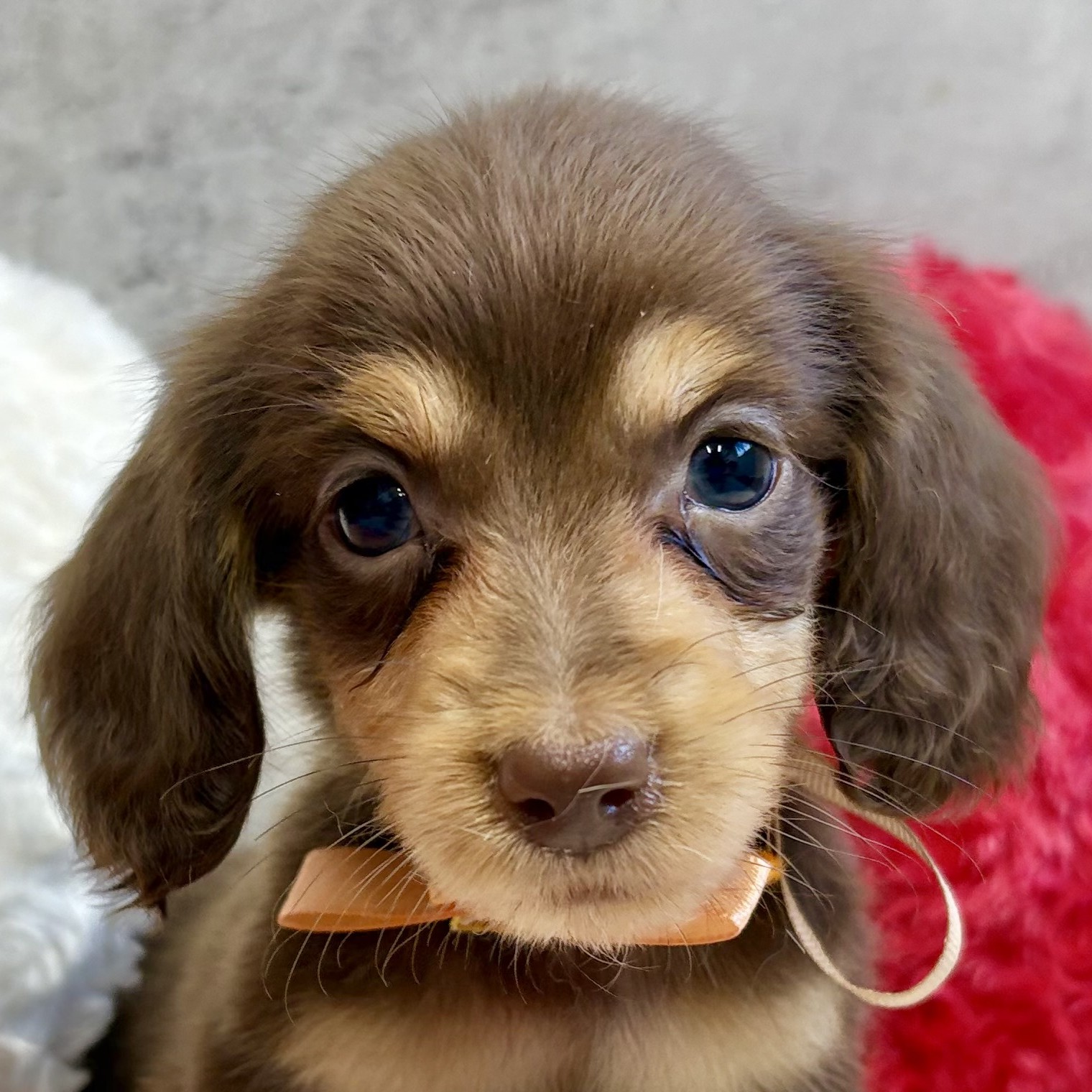 ミニチュアダックス男の子の写真