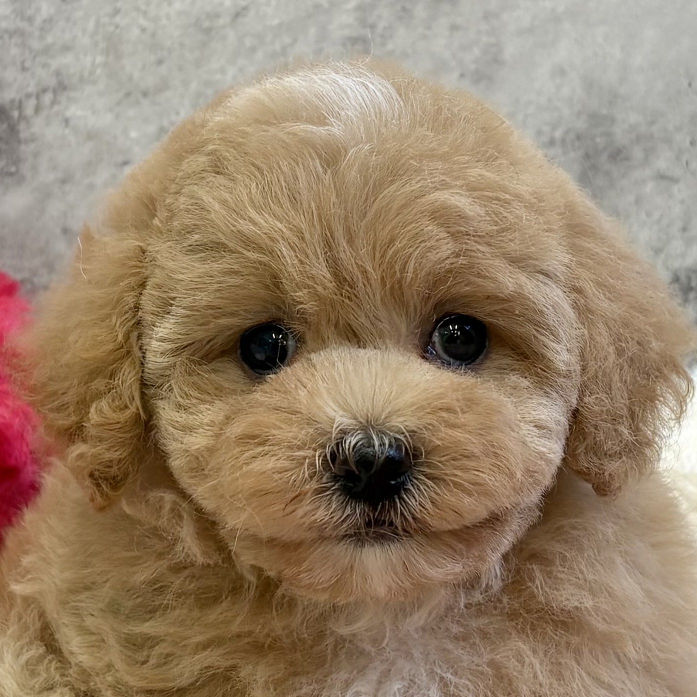 ハーフ犬女の子の写真