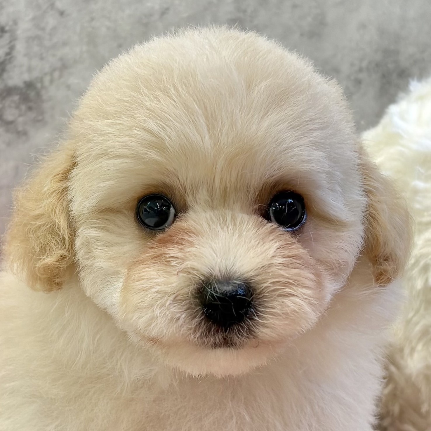 ハーフ犬男の子の写真