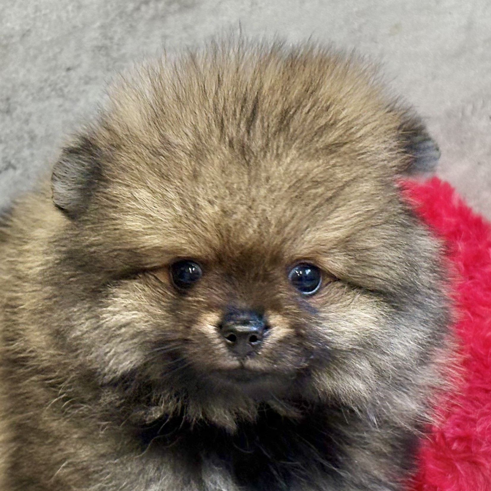 ポメラニアン男の子の写真