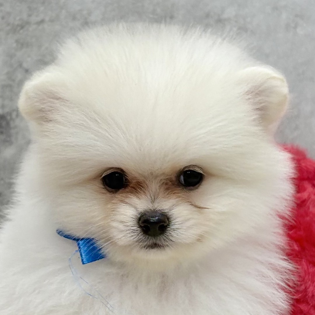 岡山県のポメラニアン (犬の家＆猫の里倉敷店/2025年12月3日生まれ/女の子/クリーム)の子犬
