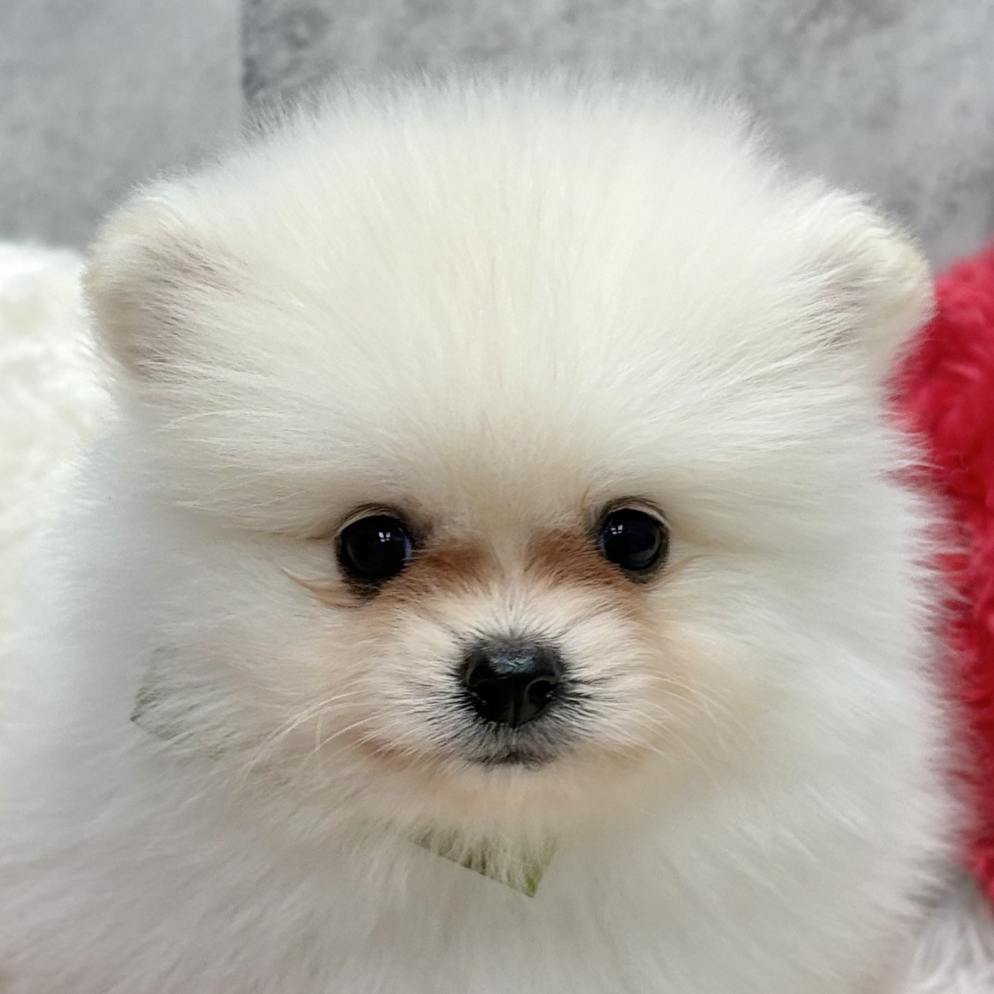 ポメラニアン男の子の写真