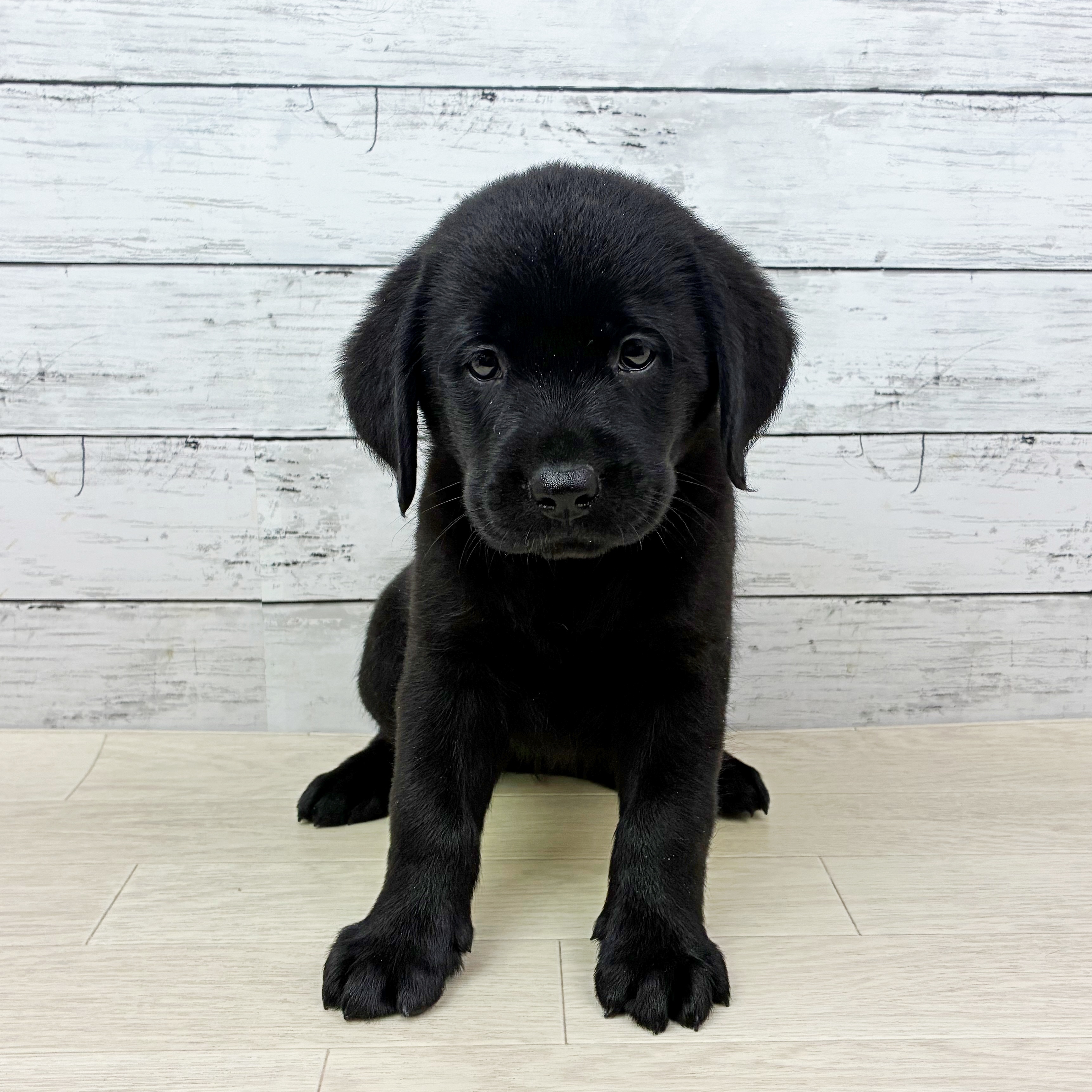 ラブラドールレトリーバー女の子の写真