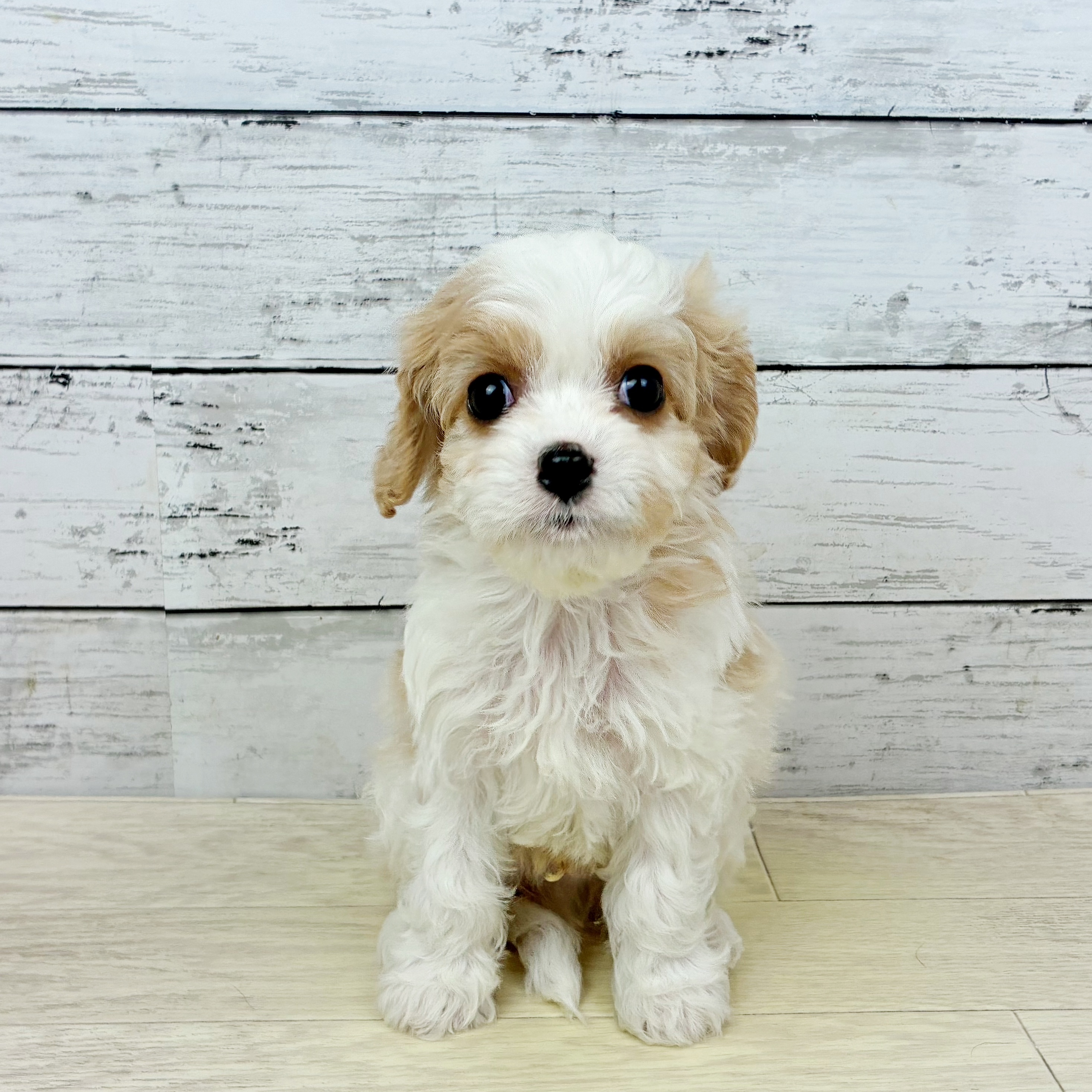 ハーフ犬男の子の写真