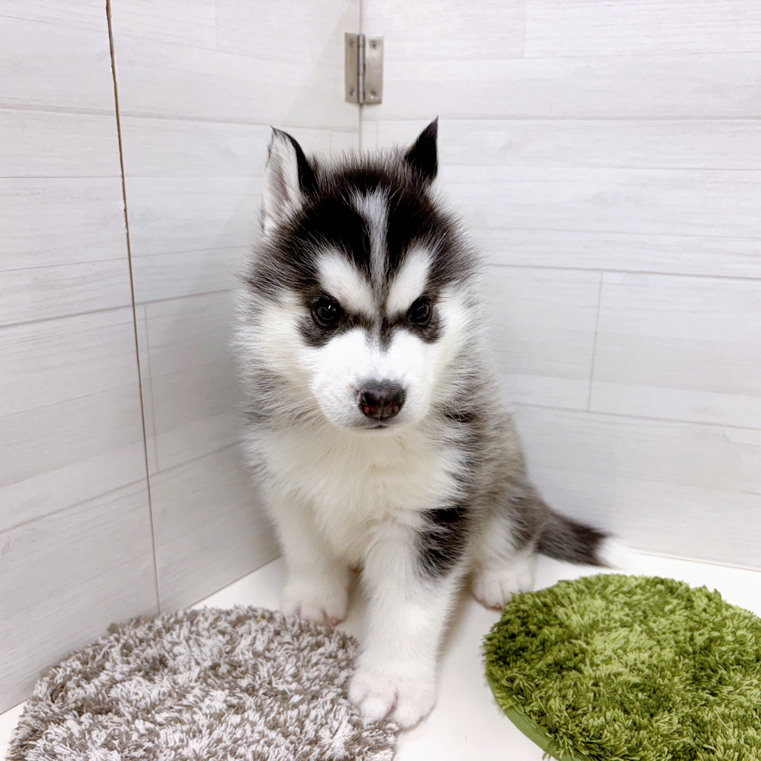 愛知県のシベリアンハスキー ブラック&ホワイト 男の子のご紹介(199700