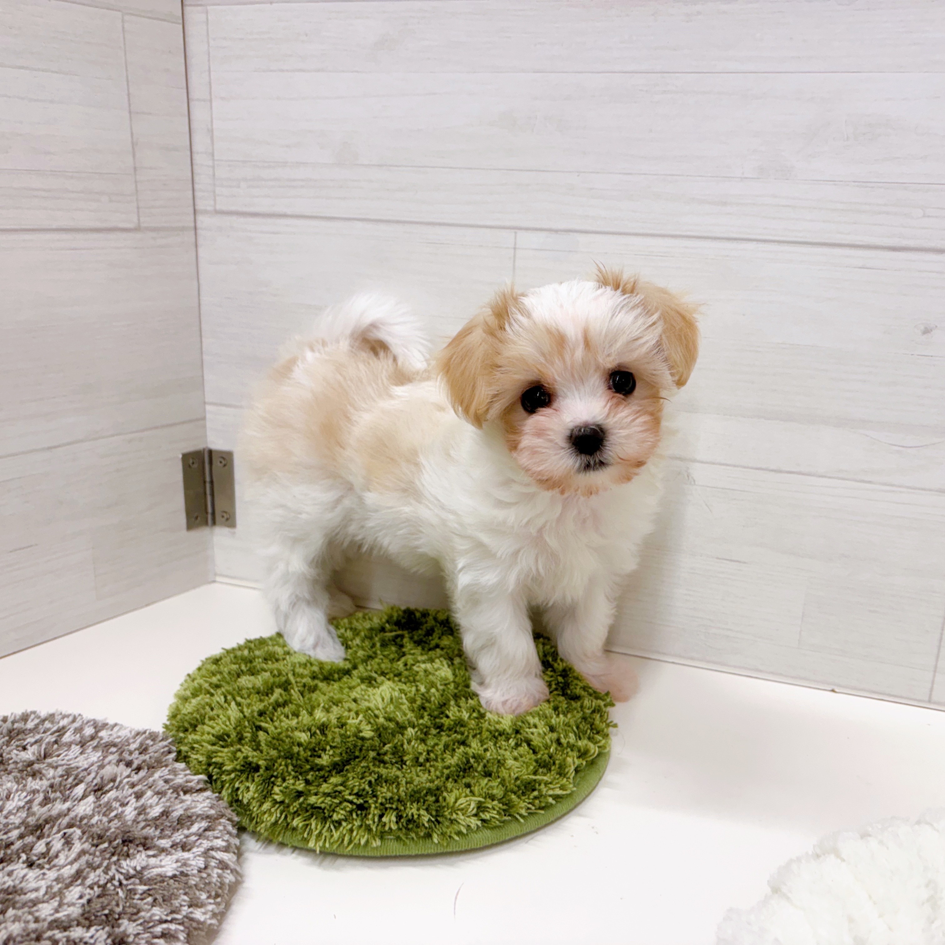 石川県のマルキャバ/キャバチーズ(マルチーズ×キャバリア) (犬の家＆猫の里アミーゴ金沢おこばた店/2025年12月6日生まれ/男の子/ブレンハイム)の子犬の1枚目の画像