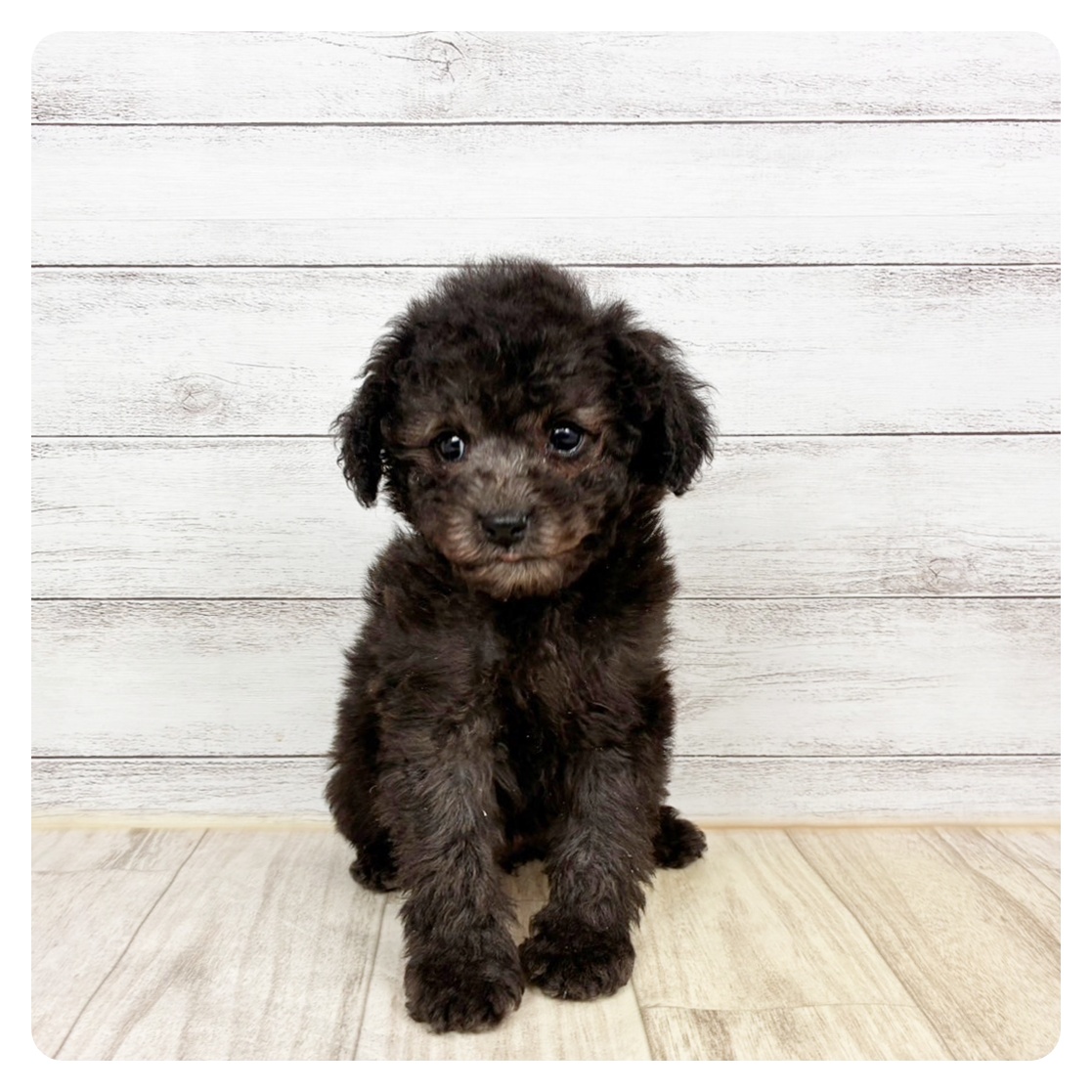 富山県のトイプードル(トイ) (犬の家＆猫の里富山店/2025年12月4日生まれ/女の子/グレー)の子犬