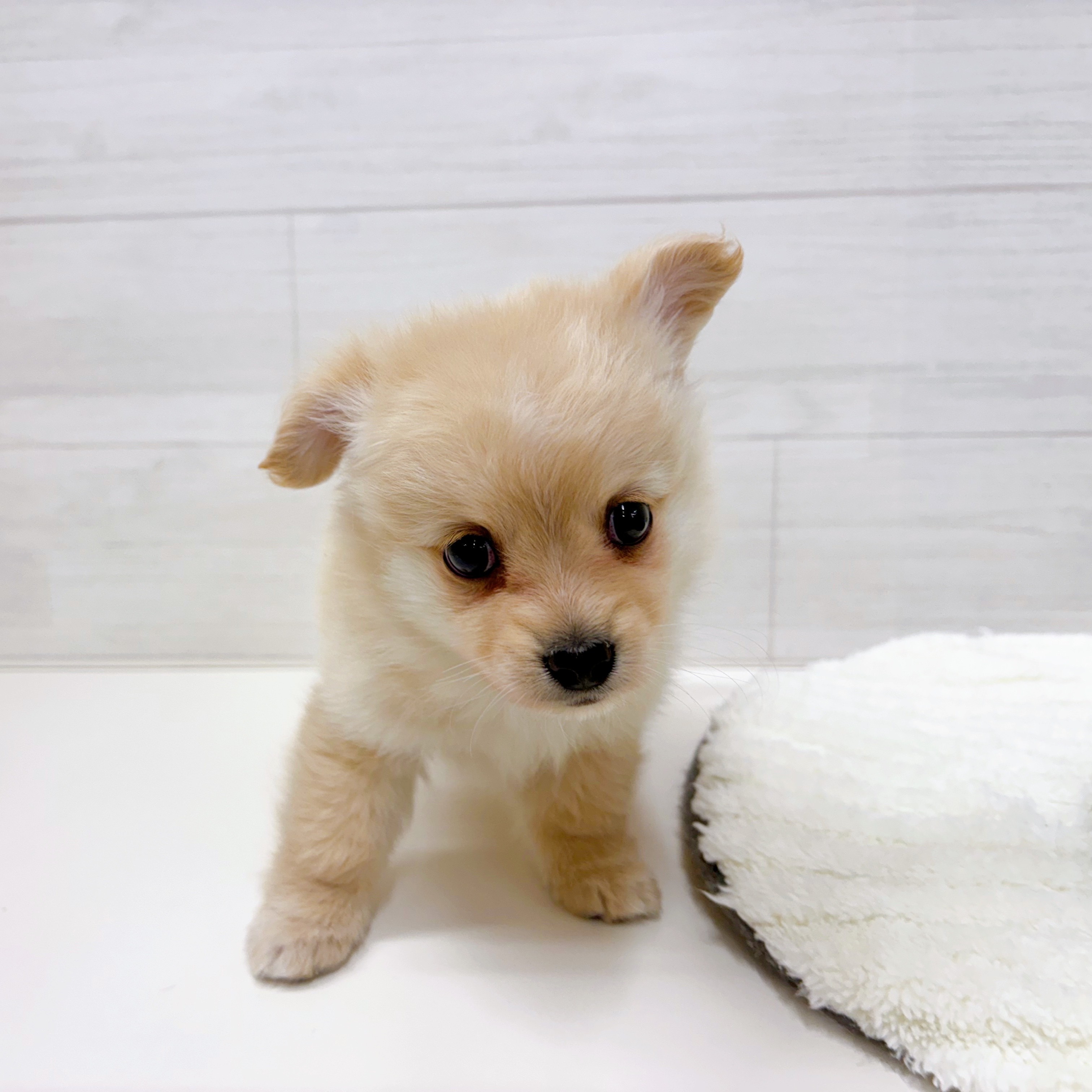 石川県のポメックス(ポメラニアン×ダックス) (犬の家＆猫の里アミーゴ金沢おこばた店/2025年12月5日生まれ/女の子/クリーム)の子犬の1枚目の画像