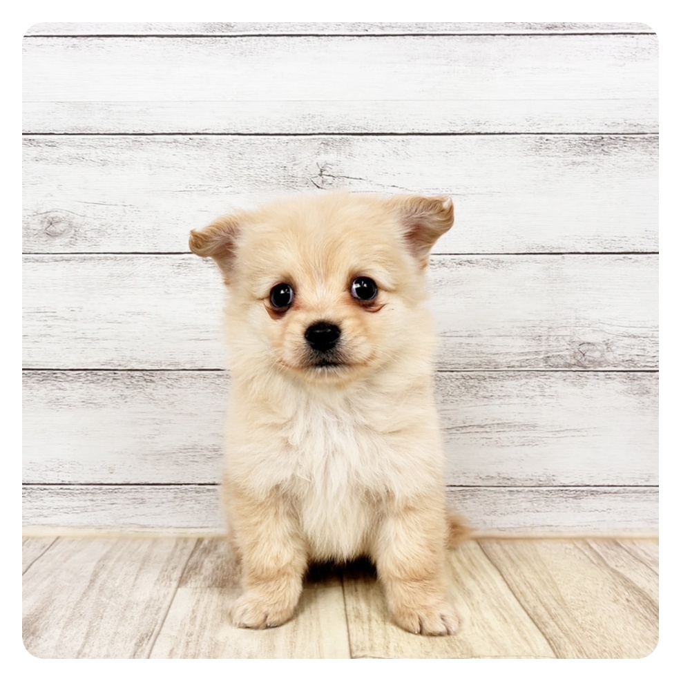 兵庫県のポメックス(ポメラニアン×ダックス) (犬の家＆猫の里川西店/2025年12月5日生まれ/女の子/クリーム)の子犬