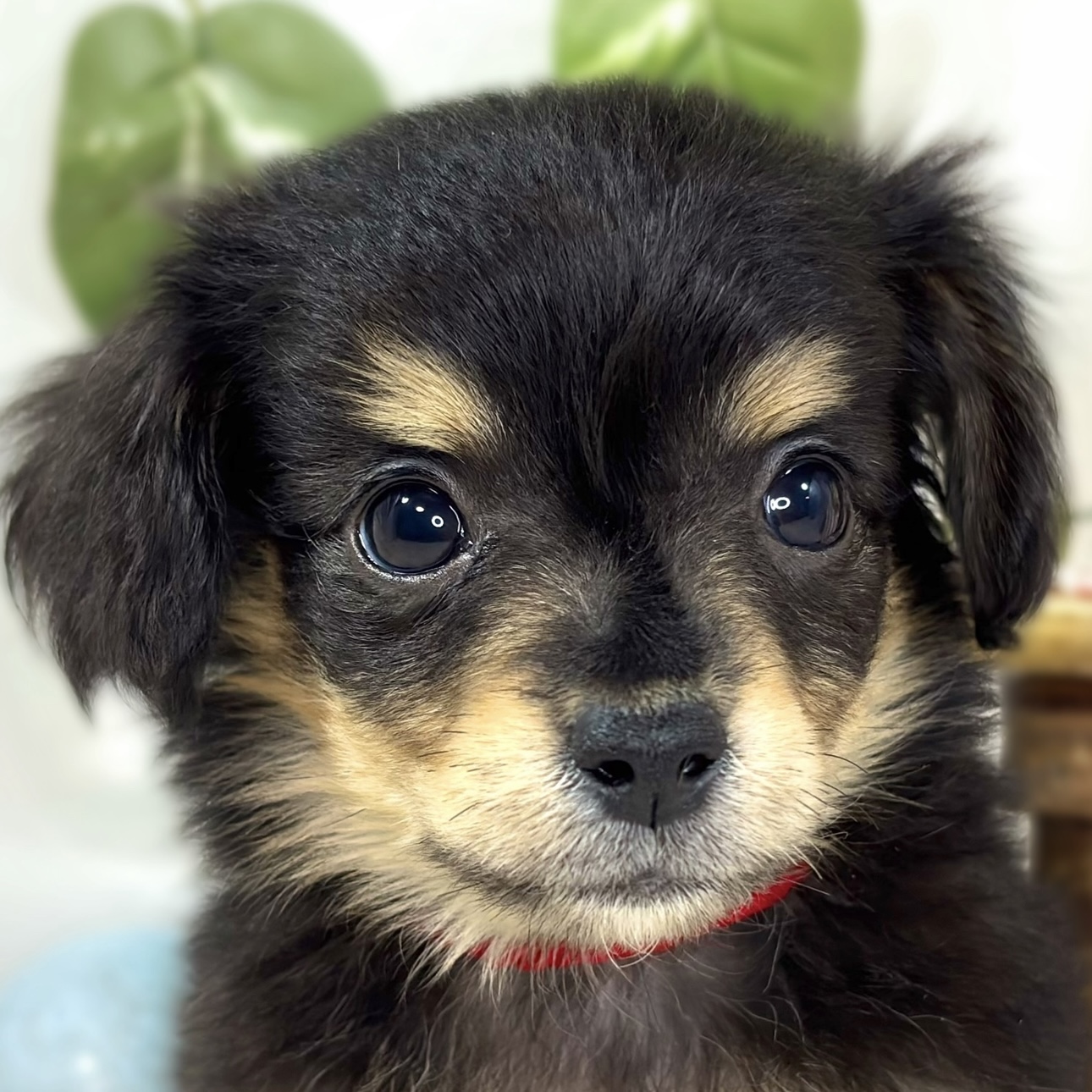 岡山県のチワックス(チワワ×ダックス) (犬の家＆猫の里倉敷中庄店/2025年12月1日生まれ/女の子/ブラックタン)の子犬