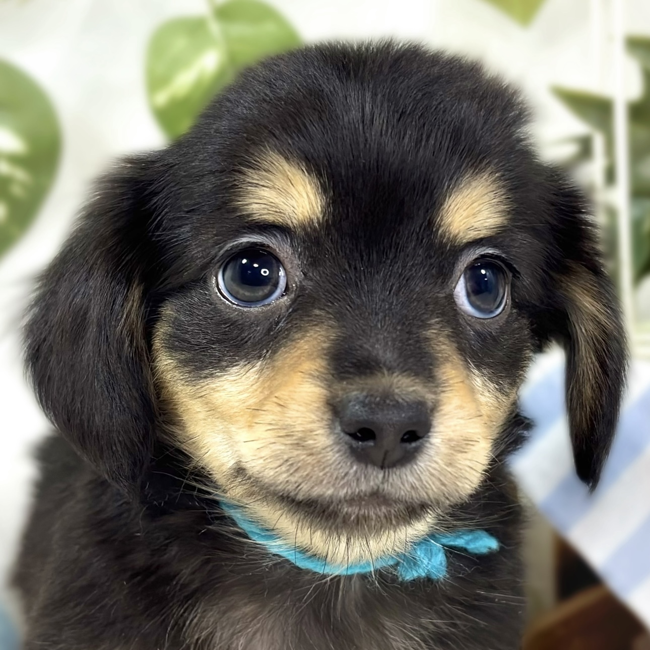 ハーフ犬女の子の写真